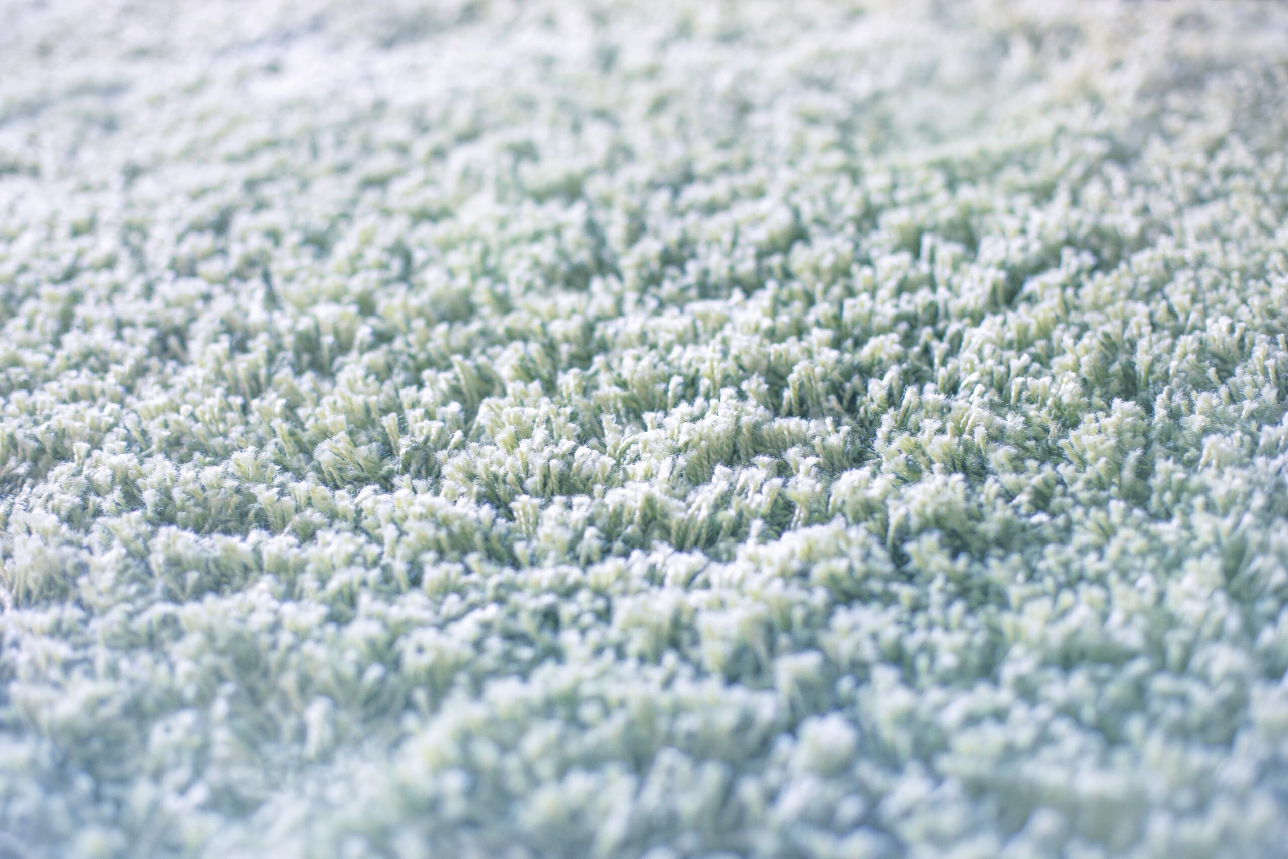 Up-close photo of carpet fibers