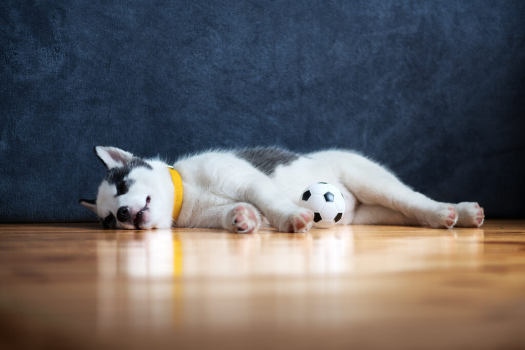 A small white dog puppy breed siberian husky with beautiful blue eyes lays on wooden floor with ball toy. Dogs and pets photography