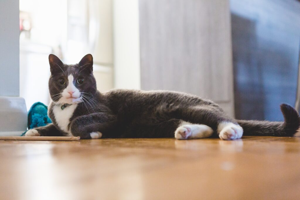 cat-laying-down-2023-11-27-05-22-51-utc