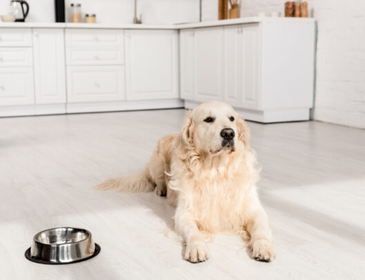 selective focus of cute golden retriever lying on floor and looking away in apartment