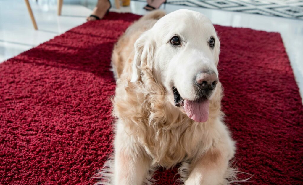 frieze carpet with dog on top